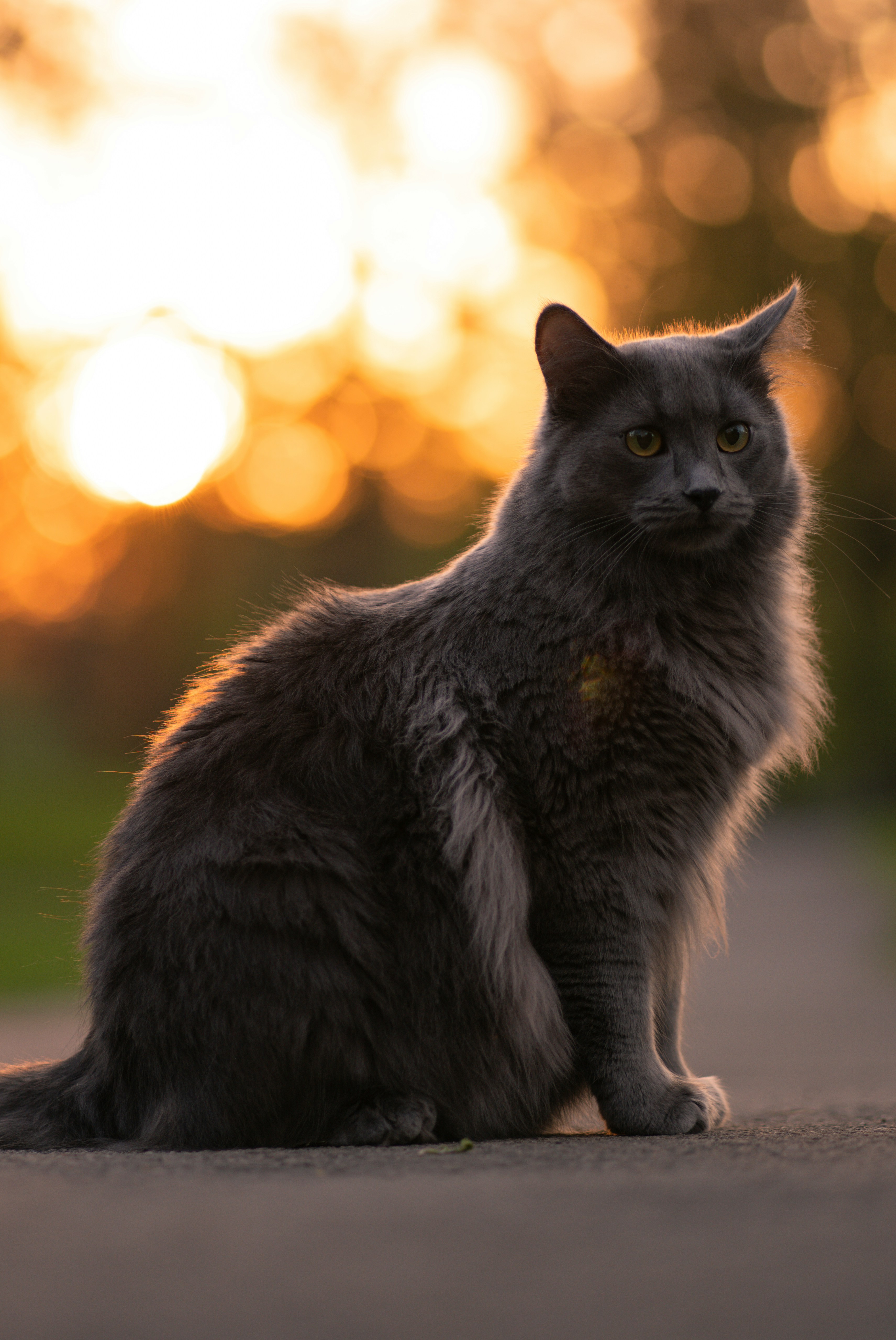 Apo - Gray Cat